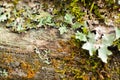 Lichen dampness Royalty Free Stock Photo