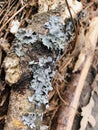 Lichen in Detail