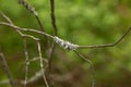 Lichen on a dry apple tree twig