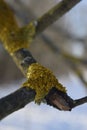 Lichen on a dry branch of a tree. Close up Royalty Free Stock Photo