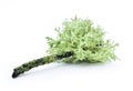 Lichen on a dry twig on a white background. Evernia prunastri, also known as oakmoss