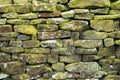 Lichen on drystone wall. Background. Close up. Royalty Free Stock Photo