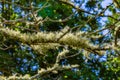 Lichen on a dying tree, Martha`s Vineyard Massachusetts