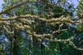 Lichen on a dying tree, Martha`s Vineyard Massachusetts
