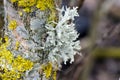 Lichen Royalty Free Stock Photo