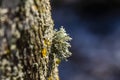 Lichen on the tree. Close up