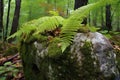 lichen and ferns coexisting on a boulder in nature