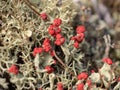 Lichen in the forest close up Royalty Free Stock Photo