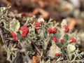 Lichen in the forest closeup Royalty Free Stock Photo