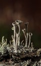 Lichen on forest floor Royalty Free Stock Photo