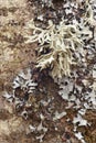 Lichen formation on a textured tree bark Royalty Free Stock Photo