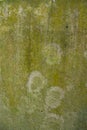 Lichen Fungi Green Moss Texture abstract background concrete wall Royalty Free Stock Photo