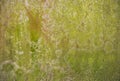 Lichen Fungi Green Moss Texture abstract background concrete wall