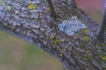 Lichen fungus branch tree surface less shadow Royalty Free Stock Photo