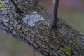 Lichen fungus branch tree trunk surface texture Royalty Free Stock Photo