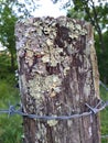 Lichen Fungus Growing on Top of an Ohio Fence Post