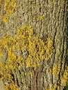 Lichen, fungus on tree trunk background. The common orange lichen plant, yellow scale covers a tree bark. Wallpaper Royalty Free Stock Photo