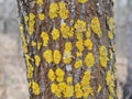 Lichen, fungus on tree trunk background. The common orange lichen plant, yellow scale covers a tree bark. Wallpaper Royalty Free Stock Photo