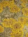 Lichen, fungus on tree trunk background. The common orange lichen plant, yellow scale covers a tree bark. Wallpaper Royalty Free Stock Photo