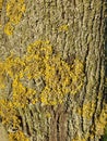 Lichen, fungus on tree trunk background. The common orange lichen plant, yellow scale covers a tree bark. Wallpaper, close up Royalty Free Stock Photo