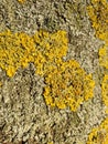 Lichen, fungus on tree trunk background. The common orange lichen plant, yellow scale covers a tree bark. Wallpaper Royalty Free Stock Photo