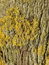 Lichen, fungus on tree trunk background. The common orange lichen plant, yellow scale covers a tree bark. Wallpaper Royalty Free Stock Photo