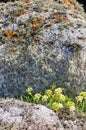 Lichen gardens on seaside rocks. Royalty Free Stock Photo