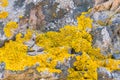 Lichen of the genus Crustose lichen on stones. Royalty Free Stock Photo