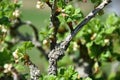 Lichen on gooseberry, gooseberries buds in spring.