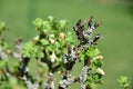 Lichen on gooseberry, gooseberries buds in spring.