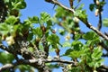 Lichen on gooseberry, gooseberries buds in spring.