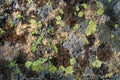 Lichen on Granite