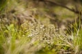 Lichen in a grass