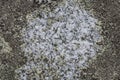 Lichen gray textured background