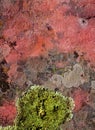 Lichen green on red rock texture nature Royalty Free Stock Photo