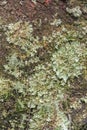Lichen growing on the bark of a tree Royalty Free Stock Photo