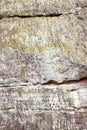 Lichen growing on the face of a sandstone rock wall. Lichens are a keystone species Royalty Free Stock Photo