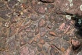 LICHEN GROWING ON PEBBLE PATH STONES Royalty Free Stock Photo