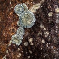 Lichen growing on rusty colored rock Royalty Free Stock Photo
