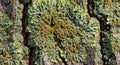 Lichen growing on tree bark, featuring a rosette pattern with foliose green and orange structures. Royalty Free Stock Photo