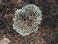 Lichen growing on the weatherworn surface of the gn, detail Royalty Free Stock Photo