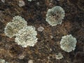 Lichen growing on the weatherworn surface of the gneiss rock Royalty Free Stock Photo