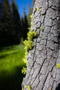 Lichen Growing on Yosemite Tree Bark Royalty Free Stock Photo