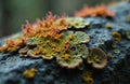 Lichen grows on rock. Lichen has green center, yellow and orange edges. Lichen has unique texture. Rock surface dark, rough. Royalty Free Stock Photo
