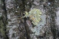 Lichen grows on a tree.