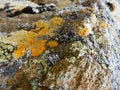 Close up of Orange Lichen Growing on Rock Royalty Free Stock Photo