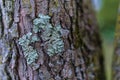 Lichen fungus on tree bark Royalty Free Stock Photo