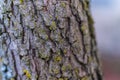 Lichen on tree bark texture bumpy Royalty Free Stock Photo