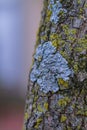 Fungus on tree bark close texture Royalty Free Stock Photo