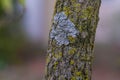 Lichen and fungus on tree branch or trunk texture Royalty Free Stock Photo